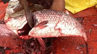 I never seen ll amazing big Katla fish cutting live skills by expert fish cutter in Bangladesh 