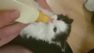 Adorable rescue kitten Bobby Bat Ears Feeding (Official rescue video). :)