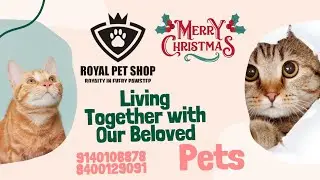 Royal Kitten Family ( Royal Pet Shop) Lucknow  is live
