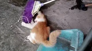 Oyen sepeninggal Bubu| 2 Desember 2025