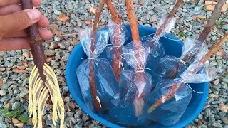 QUALQUER PLANTA ENRA&Iacute;ZA (T&eacute;cnica r&aacute;pida sem gastar nada)