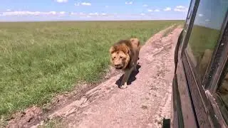 Best Safari website wallpaper | Tour operator | Multiday and solo adventures
