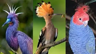 Beautifully Crowned Birds 🐦🌾