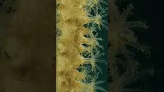 Eunicella cavolinii, gorgones jaune, vu de pr&egrave;s.