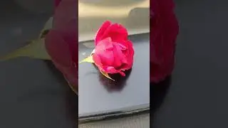 Rose is ful of story,delication,beauty fragrance, strength of a relation little expression.