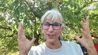 Is Gynostemma a Green Tea?