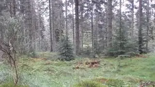 Birdsong in the Craigvinean Forest