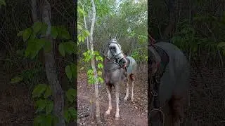 Cavalo de pega de boi no mato registro feito hoje!🐎❤️🐂🏇🏻🏇🏻🏇🏻🏇🏻🏇🏻🏡🥰🫶