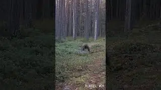 Vikkel&auml; n&auml;&auml;t&auml; #riistakamera #trailcam #wildlife