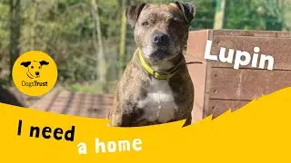 Lupin the lovely Staffy cross | Dogs Trust Ilfracombe