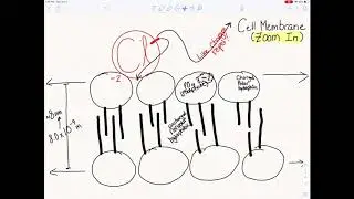 Cell Membrane Permeability