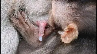 Poor baby Timo hungry milk| Why baby not get milk, Why mom Tima doo like thiss T0 Timo MV1938