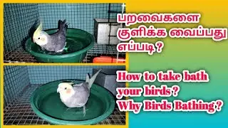 Cocktail birds bathing time ?       why birds bathing ?