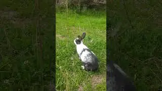 . #procreate #rabbit #rabbits #fyp #nature #naturelovers #wildlife #minecraft