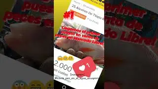 Mercado Libre Argentina//25 Alevines de Tilapia Roja X $2000!!