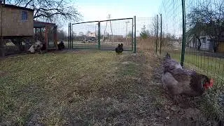 blue birchen marans,black birchen marans LV