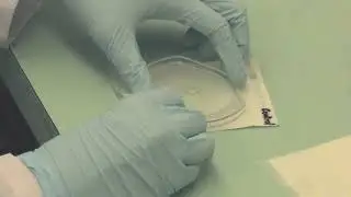 Petrifilm