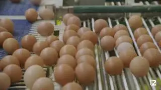 Unlocking Efficiency in Poultry Farming: The Power of LAYER CAGES BATTERY Systems 🐔🔋