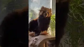 Red Panda Cute 5 #Animal #Cute #Red_Panda
