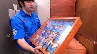 Mississippi Entomological Museum Tour!