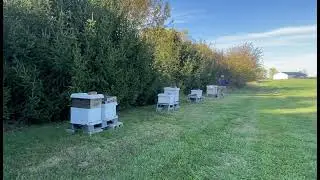 Weedwacking Hives