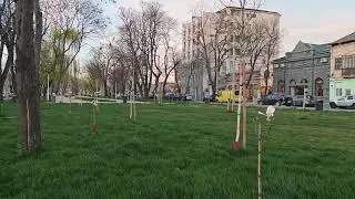 Magnolii pe Bulevardul Independentei 1