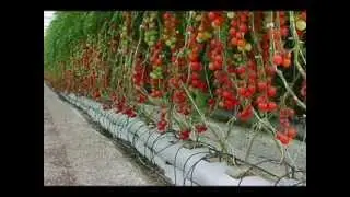 Organic Rain