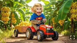 Baby Monkey Bon Bon Drives Tractor To Big Harvest Bananas - Monkey Farm Work 