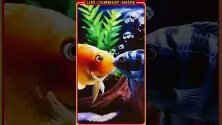 Caught Funny Moments 😀 #ytshorts #shorts #aquarium #funny #parrotfish #polarparrot #kiss #angel