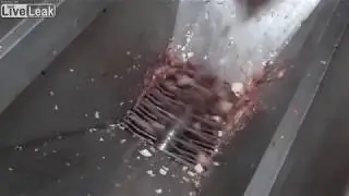 Chick Maceration Standard Practice for 'Free Range' Eggs