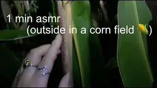 1 minute ASMR in a corn field (lofi, outside, up-close)