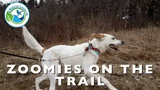 Chloe the Foxhound Runs Through Every Tall Grass At Fingal Wildlife Area Trails