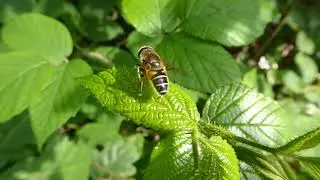 Stripe-faced Drone Fly, Eristalis nemorum, Elzetterbos, L, the Netherlands, 23 June 2023 (2)