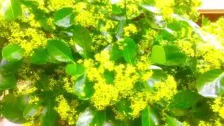 Summer bloom - unique yellow greenish Lemon tree flowers Zone 6 B , NewYork