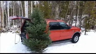 Cutting down a Real Christmas Tree