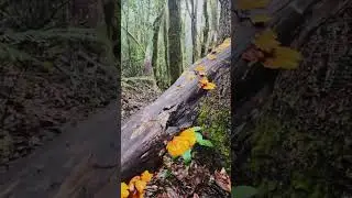 ASMR Forest Rain: Calming Nature Sounds from Garajonay | Short #asmr #canarias  #travel