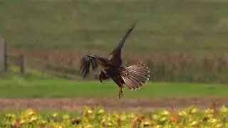 Marsh Harrier Hunting @ RSPB Frampton Marsh - 2020