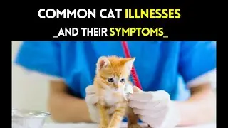 Cat Illnesses: Signs and Treatment | Common cat illnesses and their symptoms