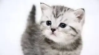 Video Cats Funny #6
