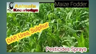How to grow maize fodder | Fodder maize production | Dr Murtaza Khalil | Animals Knowledge