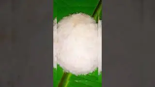 Coconut 's pati shapta recipe...