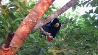 Channel-billed Toucan preening (Ramphastos vitellinus)