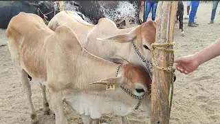 Feira de gado de Cachoeirinha-PE 29/01/26