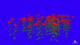 rose blue screen | blue screen flowers