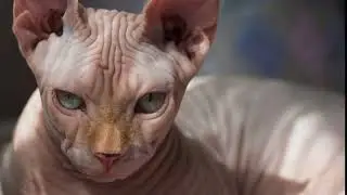 Kitten Meowing sound fx