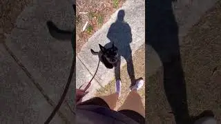 How to Build Focus Around Other Dogs! #dogtrainingtips #dogtraining #dogshorts #dogs #dogvideos