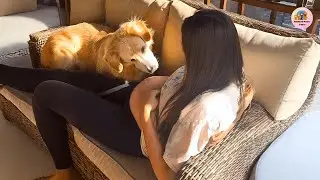 How a 125-Pound Dog Named Carl Reacted to a Baby’s First Kick
