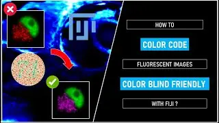 How to color code fluorescent images color blind friendly with Fiji ?