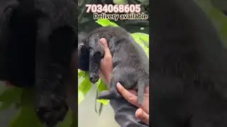 Labrador malayalam|puppies for sale|Labrador puppies Kerala|Puppies malayalam|low price dog Kerala|