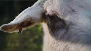 Goat Simulator 2 | PS5 XBOX | Official Trailer (updated version)